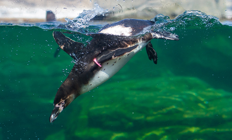 Penguin diving underwater