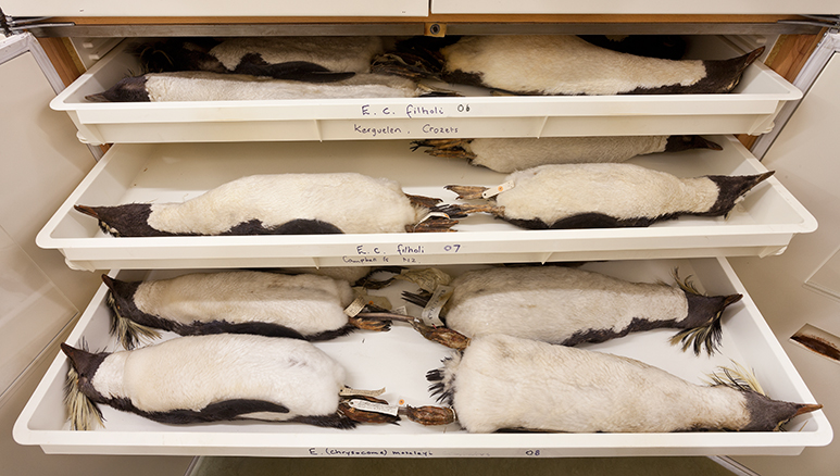 Penguin specimens cared for in the Museum's bird collection