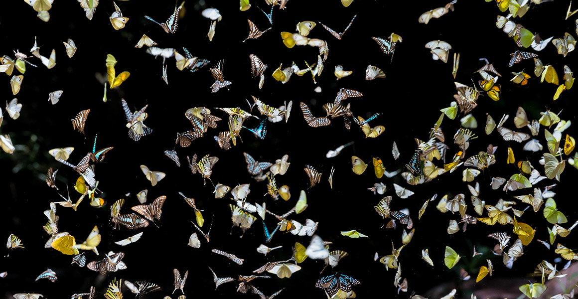 A swarm of multicoloured butteflies on a black background