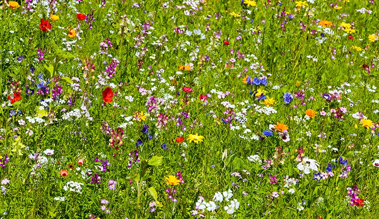 Planting wildflower in field margins and on brown field sites will help bees