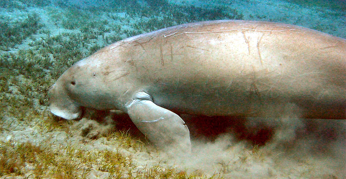 A dugong in a seagrass meadow.