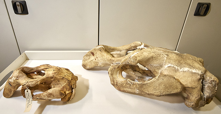 Two skulls on a table in the Museum mammal collection.