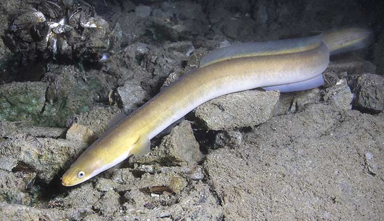 A European eel swimming in a river. European eels are some of the worst trafficked animals in Britain.