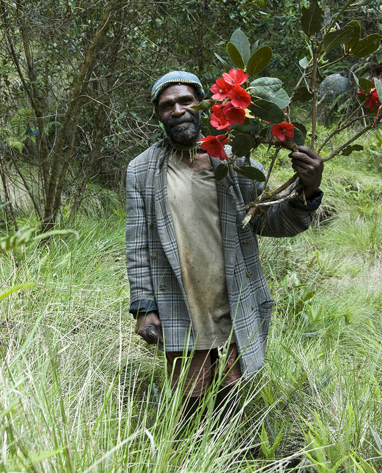 A local guide locates a spectacular Rhododendron in bloom in the Cromwell Mountains of Papua New Guinea