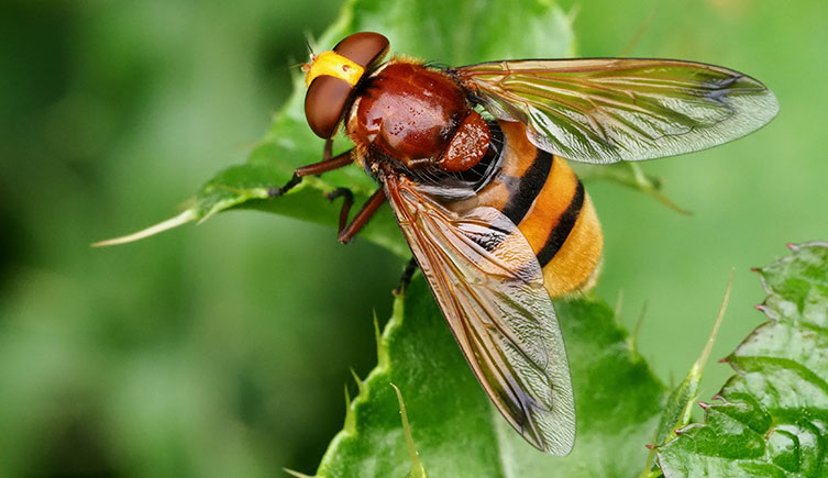 A dark orange bee perched on a leaf