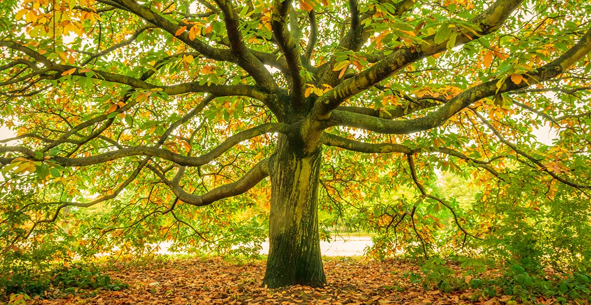 An image of backlit tree with green and orange leaves.