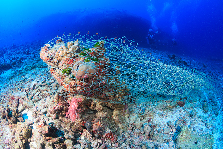 A ghost net wrapped around some colourful coral. These can often entangle whales and dolphins, collectively known as cetaceans.