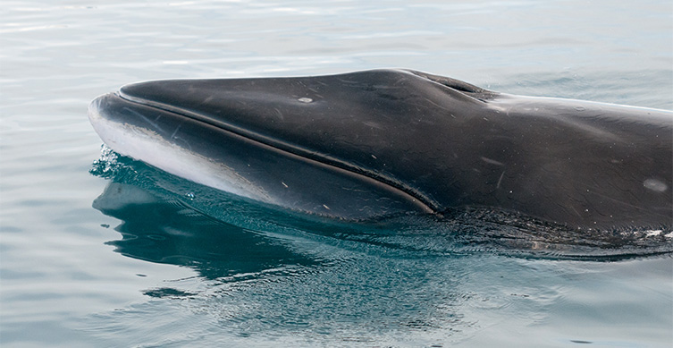 A minke whale surfacing in a still ocean