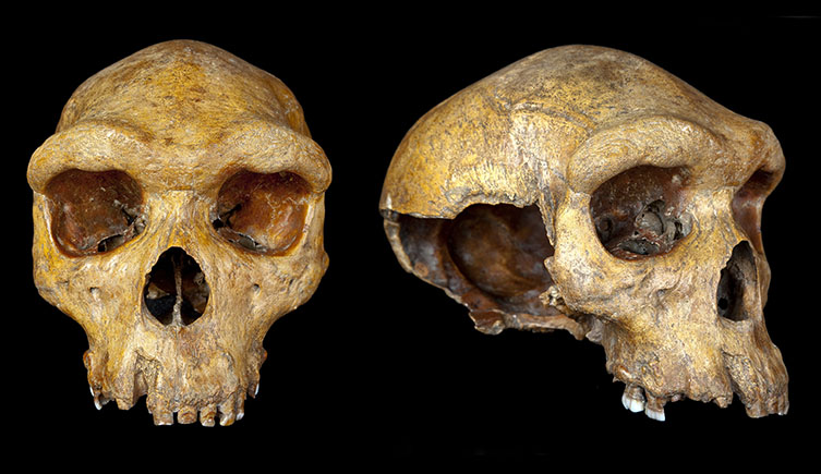 The Broken Hill skull from face and side on showing their primative features. 
