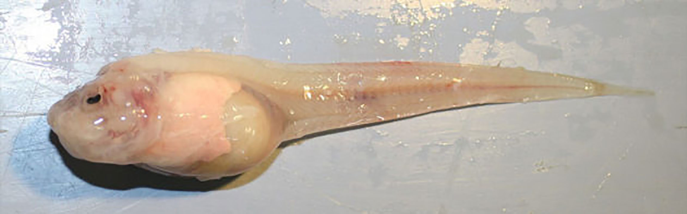 A pale creamy coloured snailfish, looking like a giant tadpol with a huge head and and long thing tail, lying on a metal table.