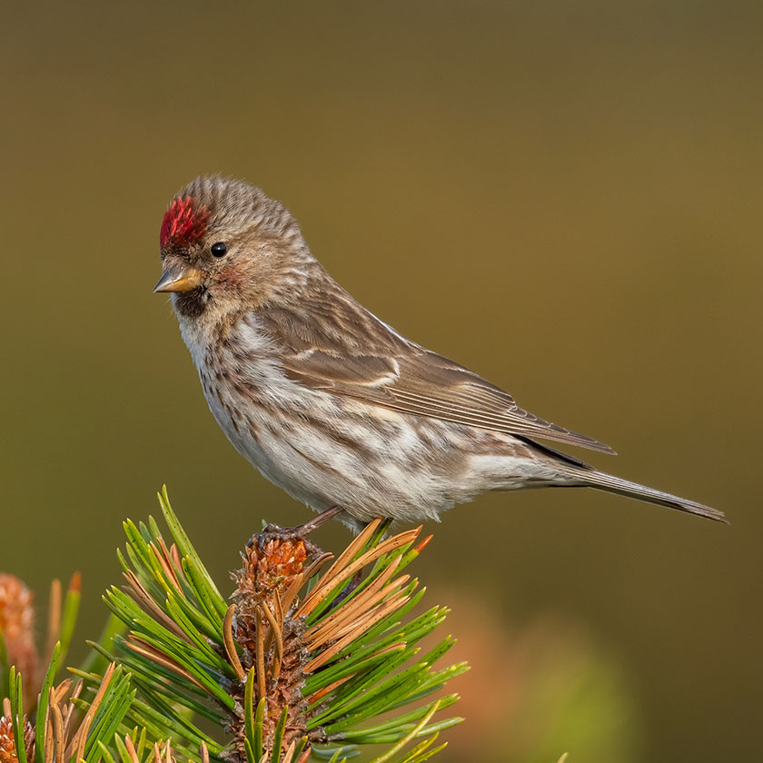 A lesser redpoll perched on a plant. It's a mostly brown bird with a circle of red feathers on it's head.