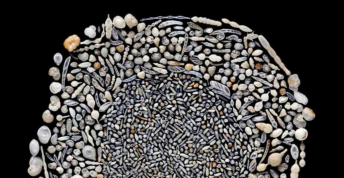 A selection of foraminifera