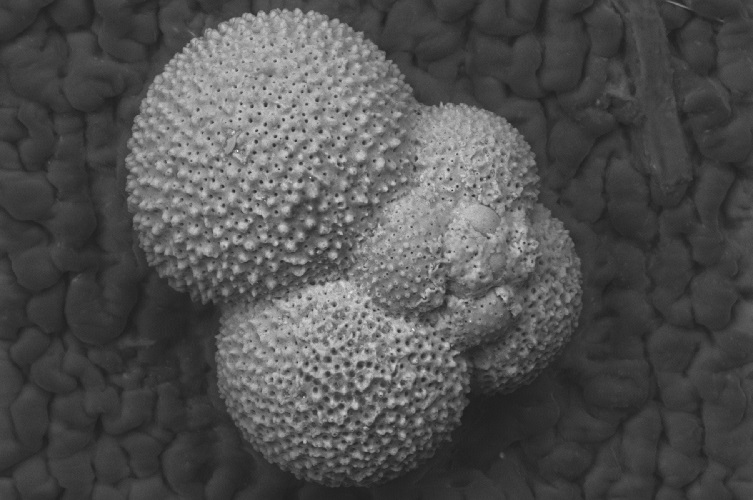 A close up image of a foraminifera