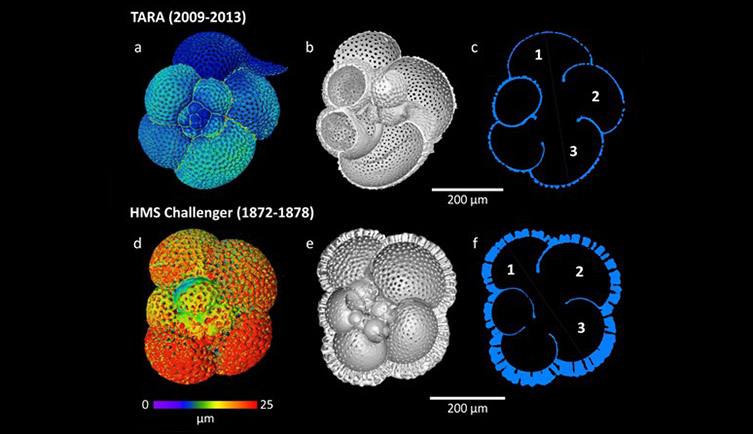 Nano-CT scans of the foraminifera showing how their shell thickness have changed