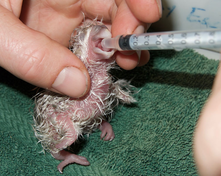 A new born kakapo is being fed via a syringe
