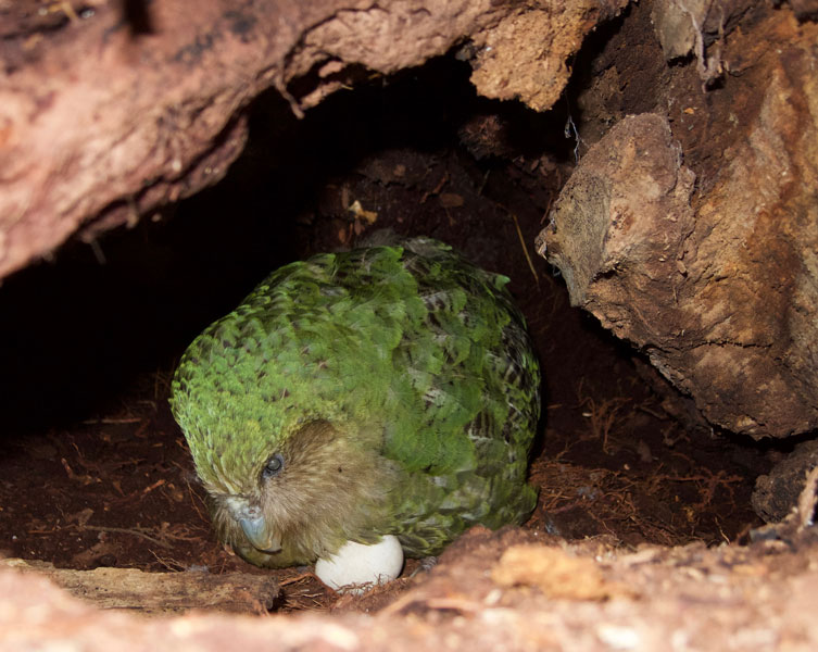 A female kakapo roosts on a white egg in a hole