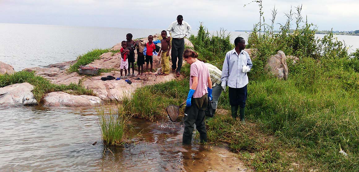 Researchers collecting snails along the banks of Lake Victoria