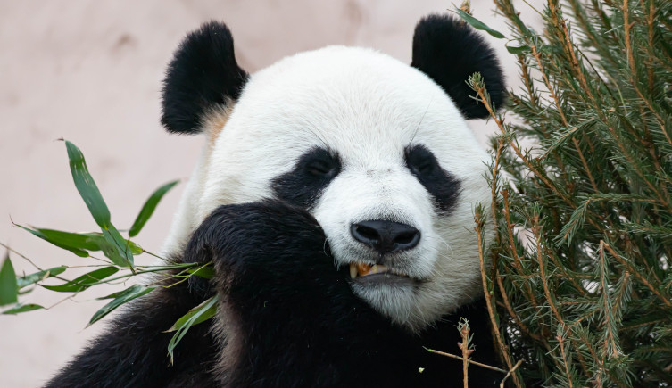 A giant panda chews on a bamboo stem