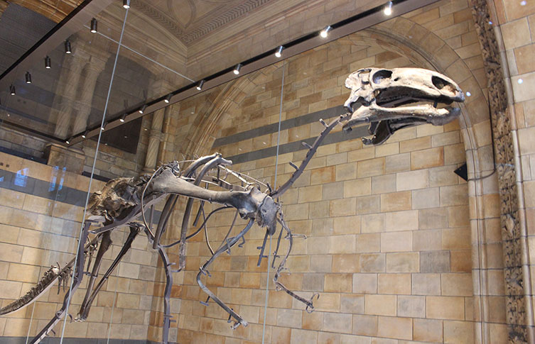 The armature and cast elements of Mantellisaurus