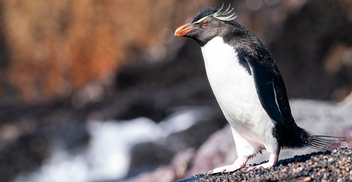 A rockhopper penguin stands on gravel with melted snow on rocks in the background