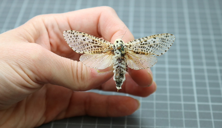 A hand holding the leopard moth collected by Richard Owen.