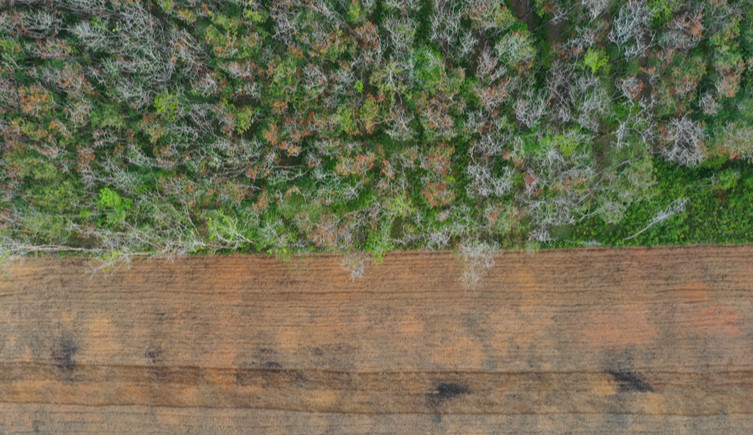 An aerial view of a border between forest and plantation