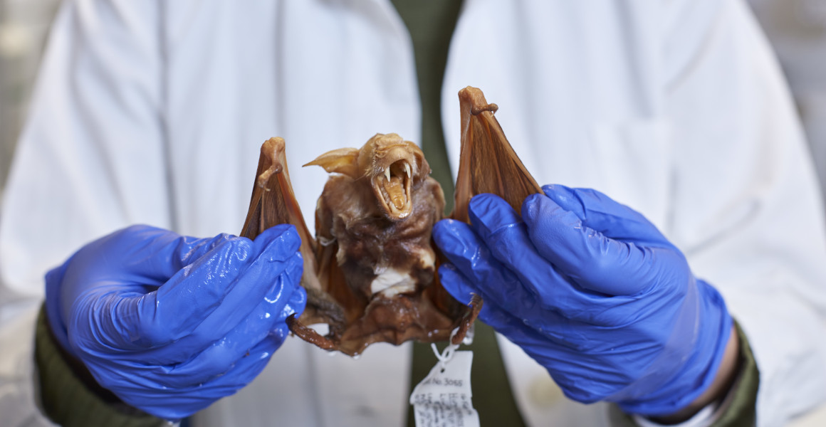 A bat specimen with teeth bared is held by a scientist in gloves
