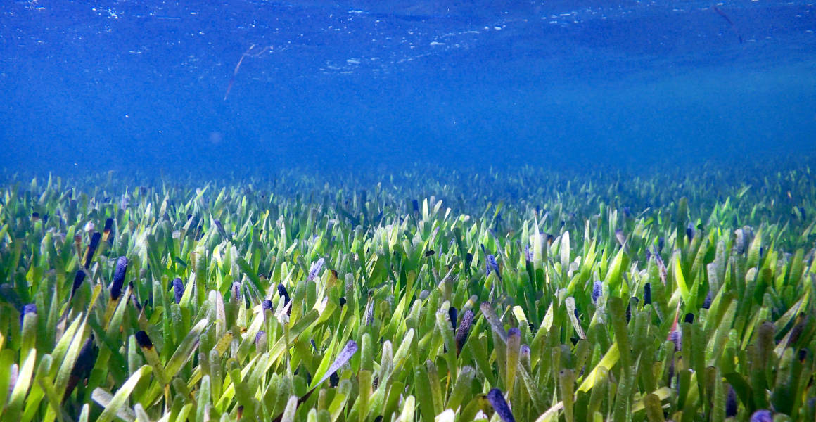An underwater photograph of a section of the seagrass meadow