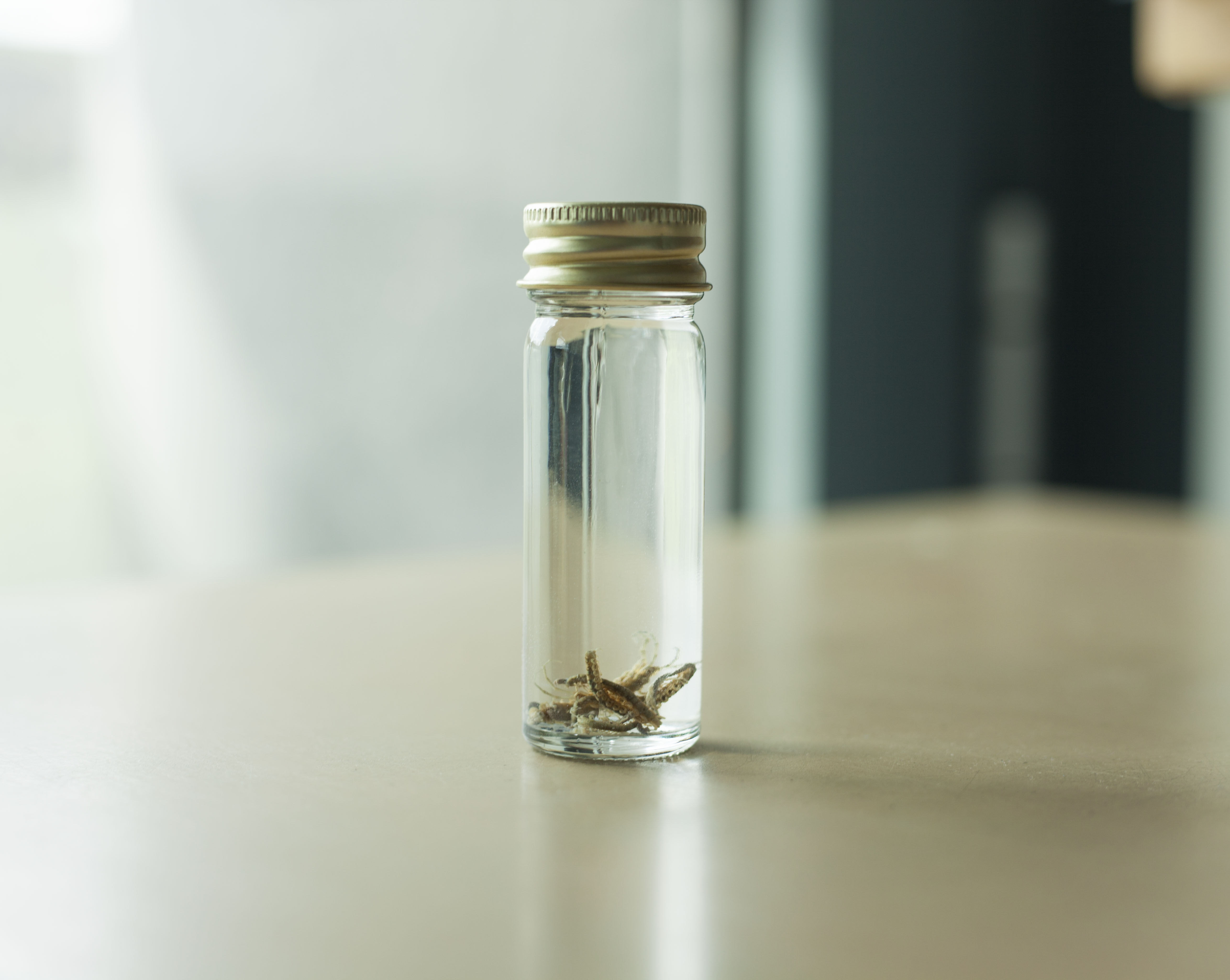 Centipede samples in a vial of clear liquid