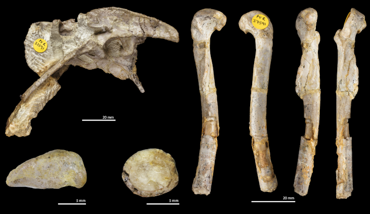 The fossilised bones of Pendraig milnerae
