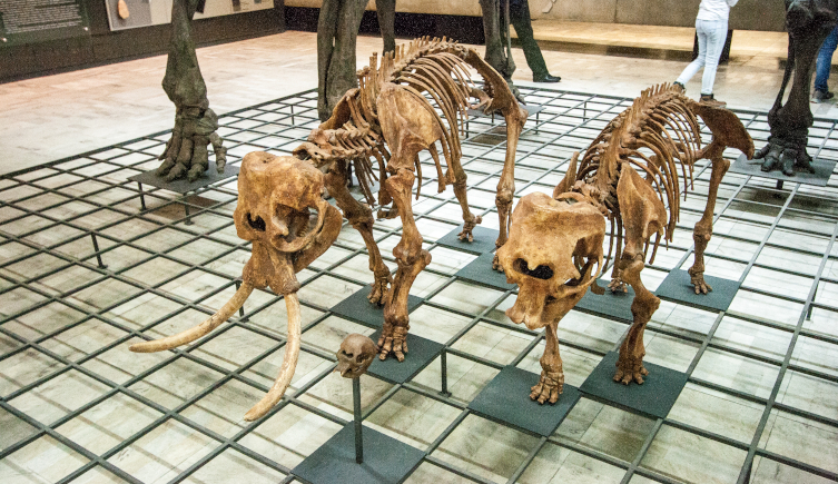 The bones of dwarf elephants on display
