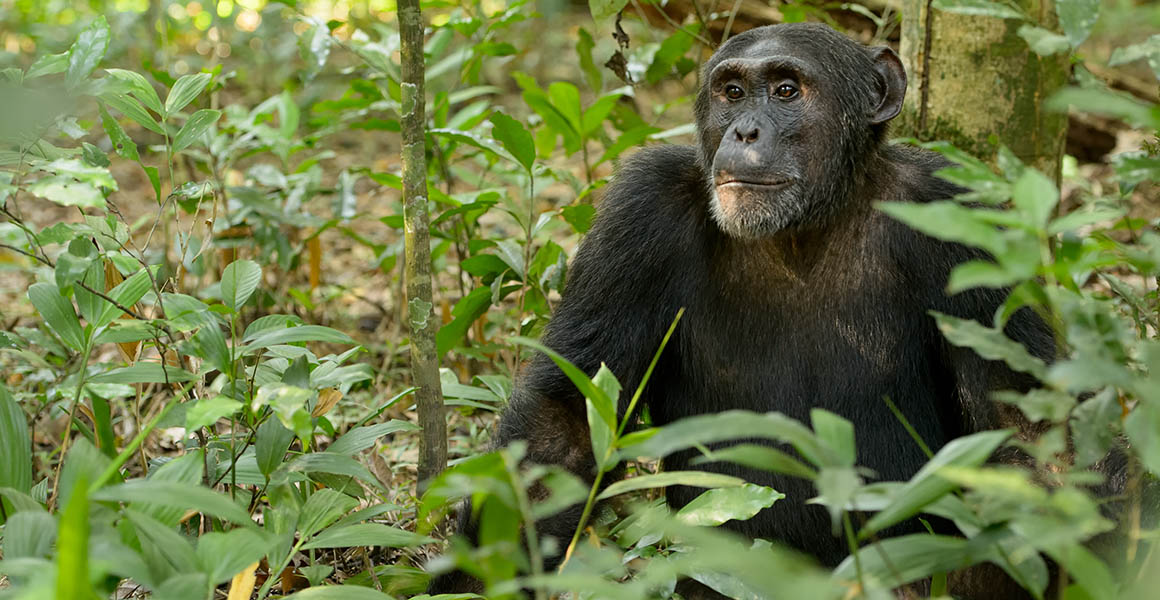Chimpanzee sat in a forest