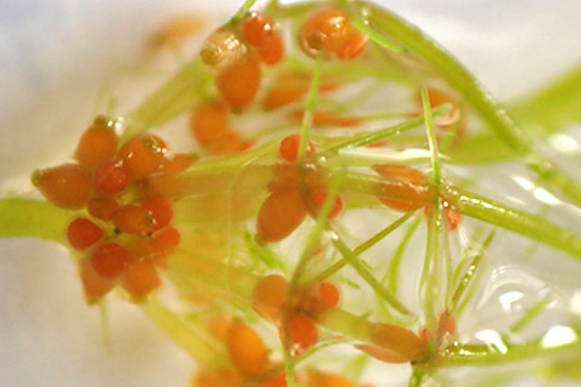 A close up of an alga that looks like the stems of a green plant. They form an almost cage-like structure, with bright orange fleshy parts intermixed.
