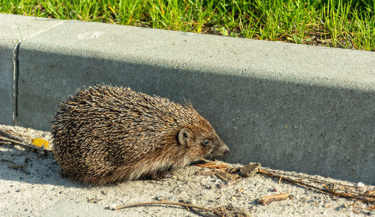 A hedgehog in front of the curb of a road