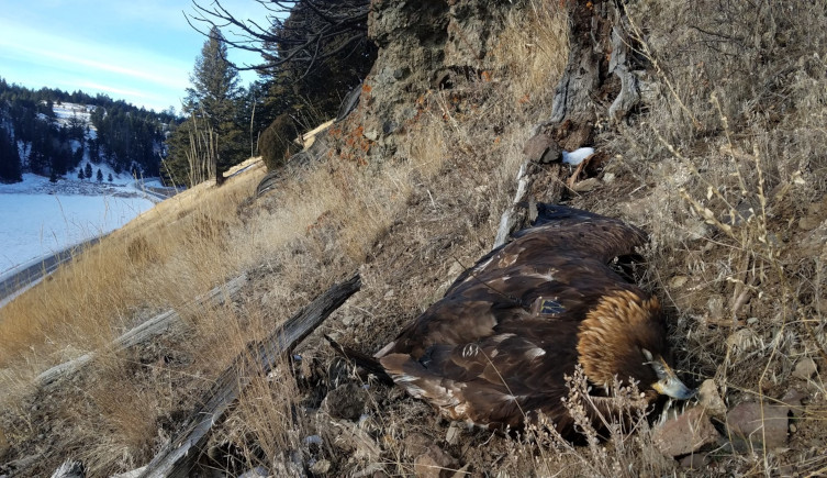 A dead eagle, later found to have died of lead poisoning