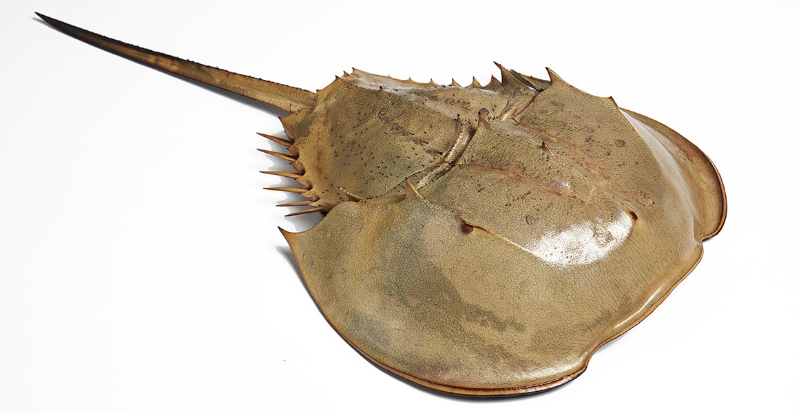 A caramel coloured horseshoe crab is shown on a white background. 