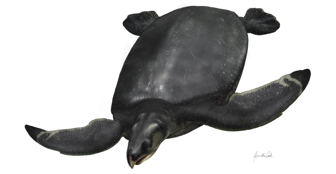 An artist's impression of Leviathanochelys aenigmatica