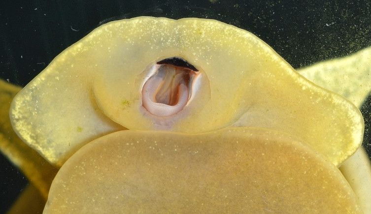 A yellow freshwater snail shows its mouth pressed against the side of a glass tank