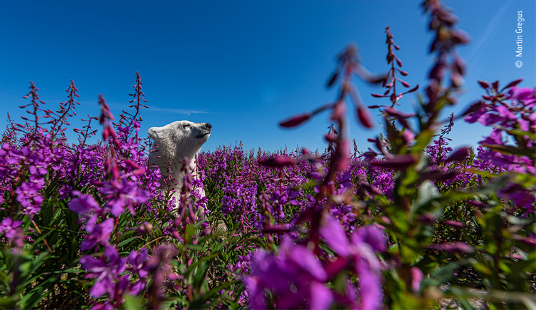 Polar bear sticking its head up above the flowers