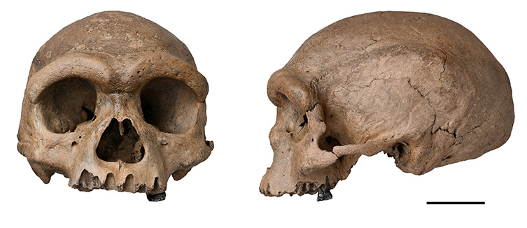 A photo of trhe Dragon Man skull