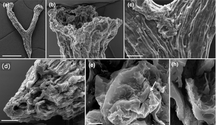 Images of the eophyte fossils under a microscope