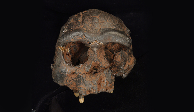 A homo erectus skull from the front against a black background