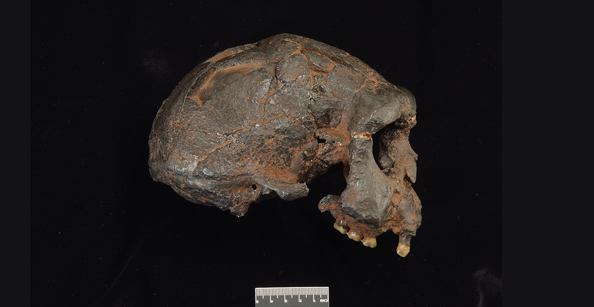 A skull of homo erectus from the side with some teeth and no lower jaw against a black background