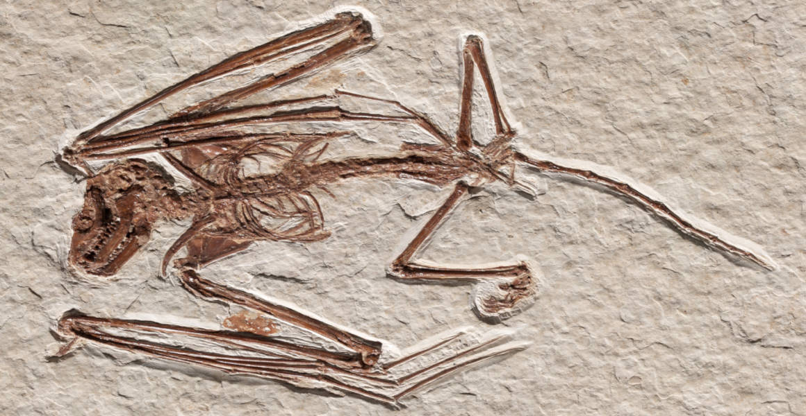 The brown skeleton of Icaronycteris gunnelli in white rock.