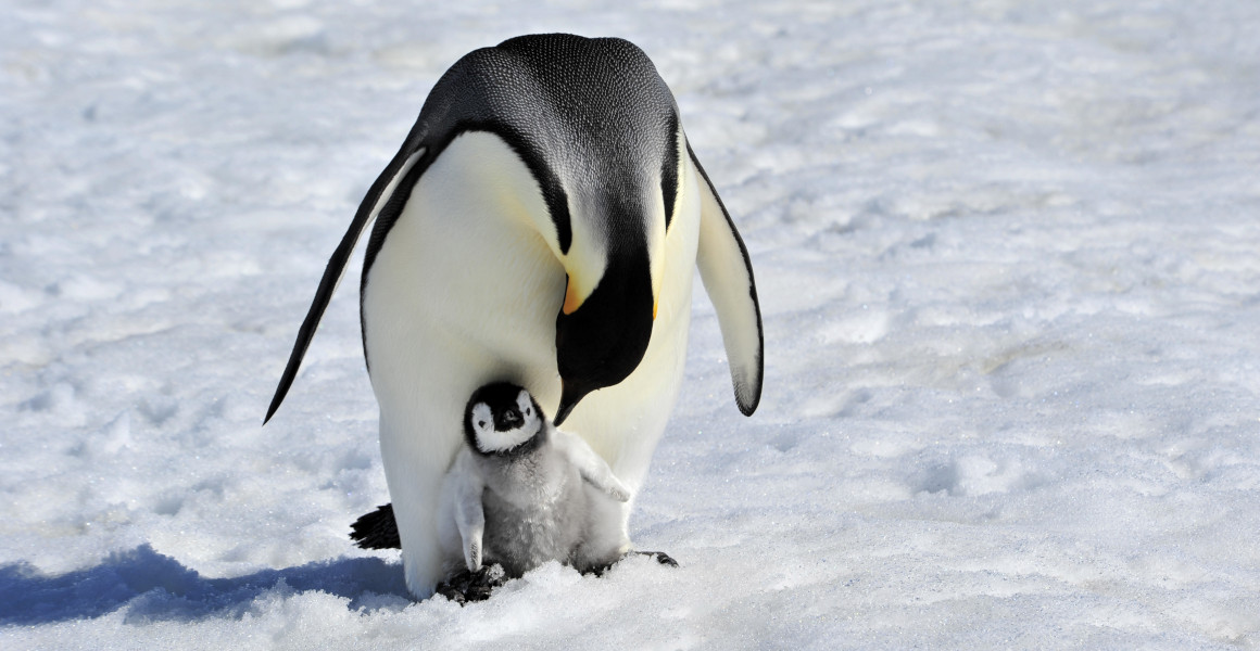 An emperor penguin adult leans over to tend to a chick between its feet.