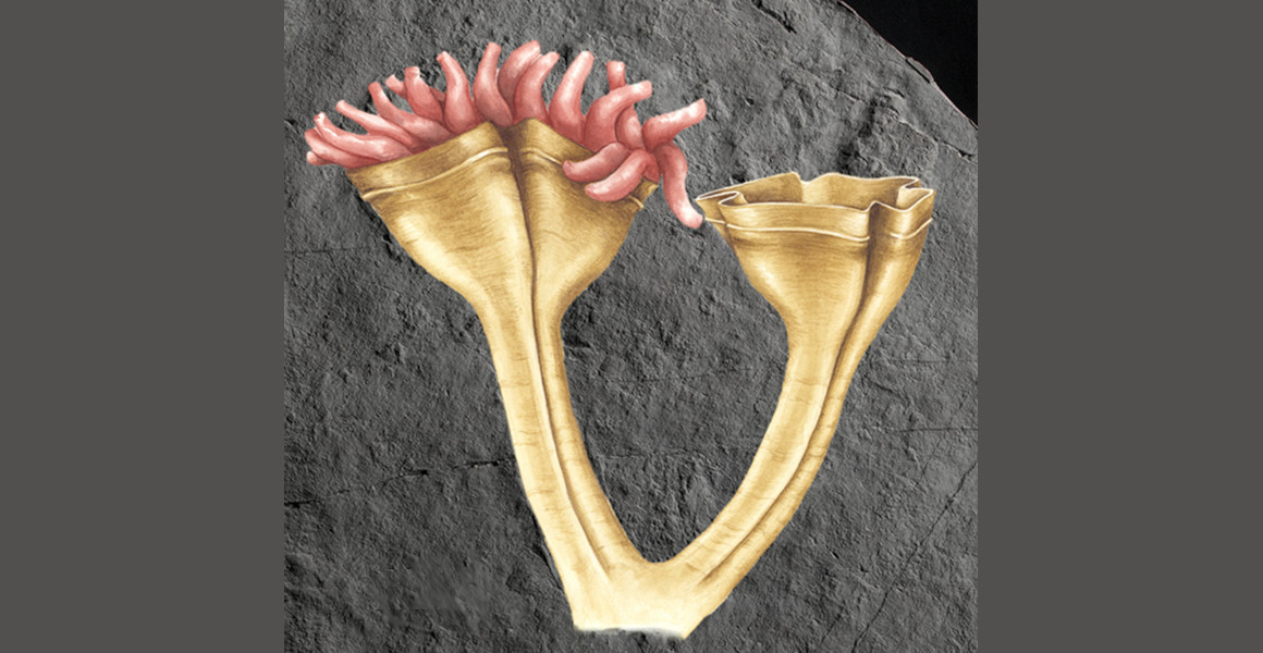 An artist's impression of Auroralumina attenboroughii superimposed on rock