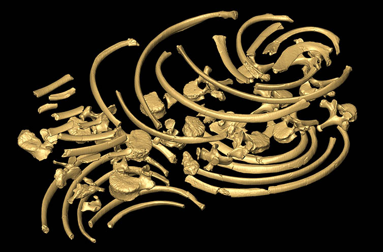 The bones of the Turkana Boy ribcage