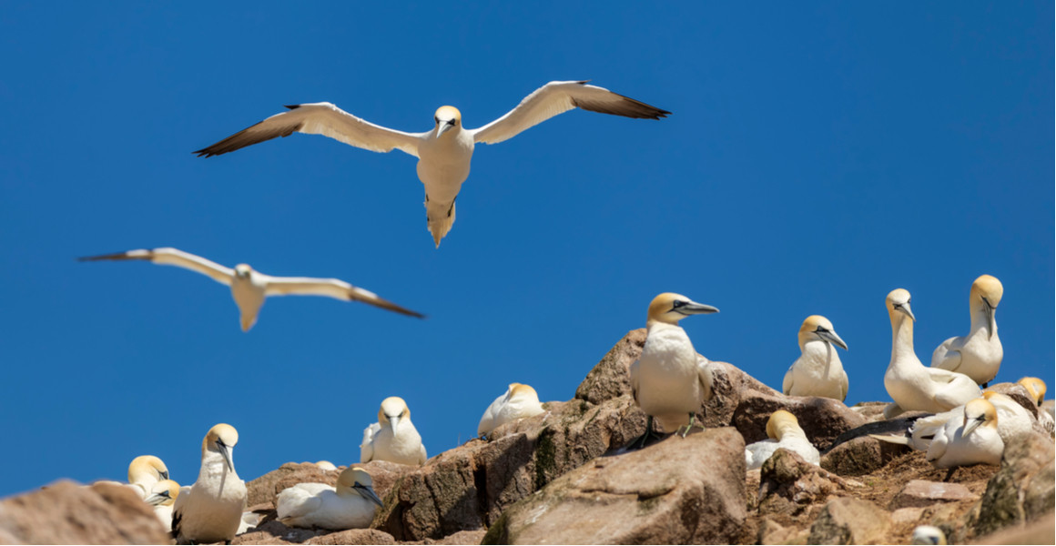 A pair of northern gannets fly over nesting gannets on Bass Rock