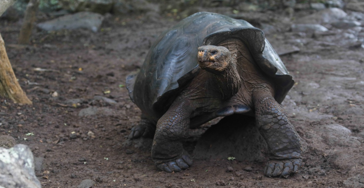A San Cristóbal giant tortoise 