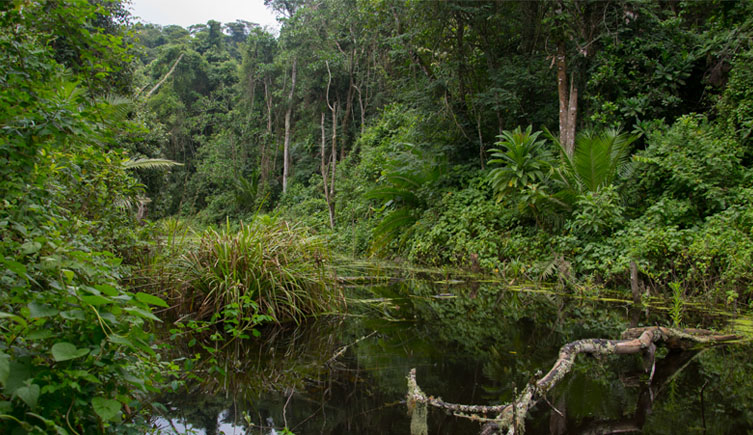 A swamp in a forest surrounded trees, bushes and other green vegetaion.